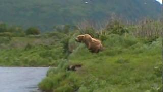 Bear Fight Kodiak Island [upl. by Garrick206]