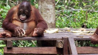 Baby Orangutans Learn How to Crack Coconuts [upl. by Acimad733]