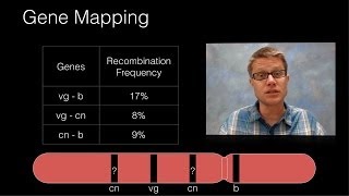 Genetic Recombination and Gene Mapping [upl. by Esiuole]