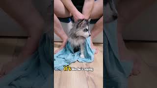 When Dog Toweling Becomes an Endless Mission 🤣🐕‍ [upl. by Bowlds]