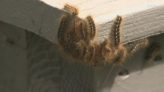 Maines browntail moths begin to lay eggs for next year [upl. by Enelrihs]