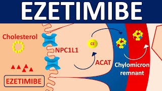 Ezetimibe  Mechanism side effects precautions amp uses [upl. by Lebazej]