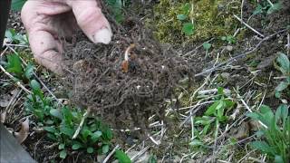 How To Plant Astilbe Flower Roots Astilbe Flowers [upl. by Leod]