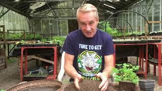 How to grow aquilegia from seed part 2 stinkyditchnursery750 May ‘22 [upl. by Aig]