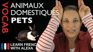 Pets in French basic French vocabulary from Learn French With Alexa [upl. by Araec891]