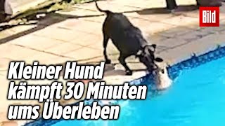 Hund rettet seinen Freund vor dem Ertrinken herzzerreißend 💔 [upl. by Namharludba977]