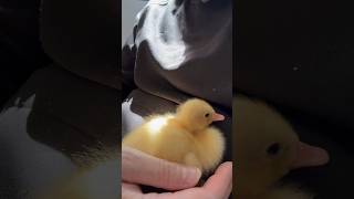 Bolt the duckling snuggle and chat ducklings babyanimals behappy CaenhillCountrysideCentre [upl. by Acessej]