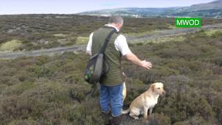 Labrador gun dog training [upl. by Ioab]