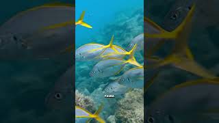 canarias oceano playa buceo snorkeling peces mar animales talasofobia tenerife [upl. by Greyson215]