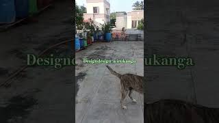 Design apdipola😂🐶🐶doglife dog tamilyoutubeshorts doglover [upl. by Nazar]