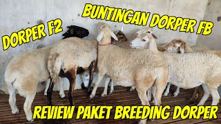 REVIEW HARGA PAKET BREEDING DORPER DAN PAKET BREEDING EKONOMIS KURAWA FARM KEDIRI [upl. by Onida]