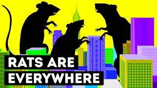 Why Big Cities Are Full of Rats [upl. by Llerdna]