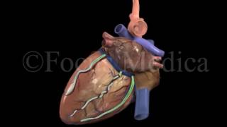 Introduction to Venous Drainage  Heart [upl. by Saixela584]