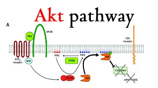 Akt pathway [upl. by Slerahc233]