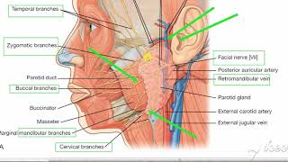 Parotid gland relations 3 [upl. by Daye]