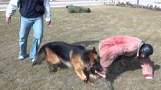 German shepherd defends owner against multiple attacks Protection Training [upl. by Ashling851]