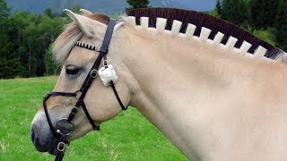 Norwegian Fjord Horses  Beautiful Thored Or Frozen [upl. by Llatsyrc]