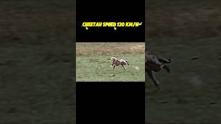 The fastest animal in the world trending shorts animals wildlife cheetah peregrinefalcon [upl. by Ronald]