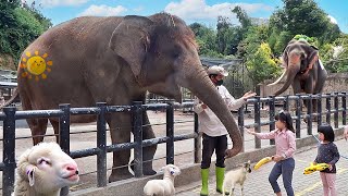 Kasih Makan Gajah Domba dan Naik Kuda di Kebun Binatang Anak [upl. by Sergio81]