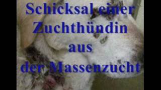 Das stumme Leid  Schicksal einer Zuchthündin aus der Massenzuchtwmv [upl. by Ahsaet73]