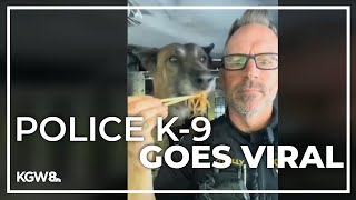 Washington County K9 named Radar becomes a social media star [upl. by Mukul]