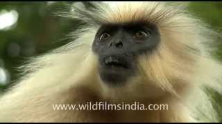 Golden langur Trachypithecus geei in Assam [upl. by Thorsten792]