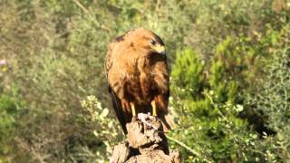 Buteo rufinusmp4 [upl. by Jereme]