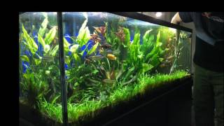 Trimming Dwarf Sag LIVE [upl. by Foulk354]