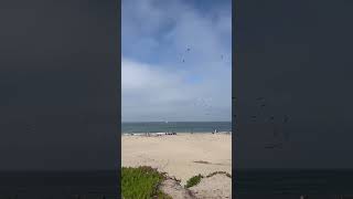 Lots of Birds at Ventura Harbor shorts beach wildlife [upl. by Barney97]