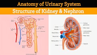 Urinary System  Excretory System Anatomy amp Physiology  Renal System and Nephron  UTI Lecture 10 [upl. by Ronoh183]