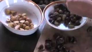 NEW chestnut peeling method 1 [upl. by Zumstein]