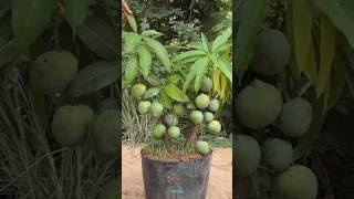 New technique of growing mango plant mango mangografting grafting farming viral shorts [upl. by Teryl]