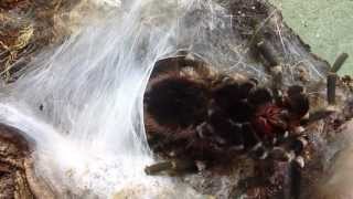 Brazilian White Knee Tarantula Acanthoscurria geniculata Spinning His Sperm Web [upl. by Assenej661]