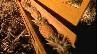 The Man from Del Monte  Midnight Pineapples Commercial [upl. by Jacinto]