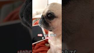 More SILLY habits of my PUG part 2 😂❤️ pug dog funny [upl. by Zilla]