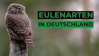 Die Eulenarten Deutschlands [upl. by Papert]