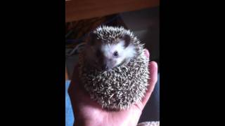 Pet hedgehog rolled in a ball [upl. by Rehoptsirhc]