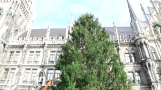 München Marienplatz bekommt seinen Christbaum [upl. by Rramaj]