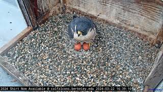 Cal Falcons Annie lays egg 4 🥚🥚🥚🥚 Immediately falls asleep 😴 2024 Mar 22 [upl. by Sulokcin]