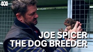 Award winning dog breeder and trial dog champion Joe Spicer  Muster Dogs [upl. by Chappelka489]