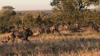 【Complete Version】Unbelievable Male Lions Kill Hyena In Kruger National Park [upl. by Lauder]