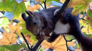 ARCE árbol otoño wmv [upl. by Whipple748]