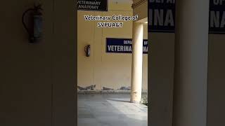 College of Veterinary svpuat upcatet mvsc veterinary college study [upl. by Ahsatin]