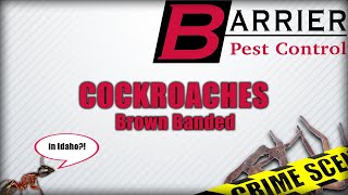 COCKROACHES  Brown Banded Cockroaches  BARRIER PEST CONTROL [upl. by Guyer]