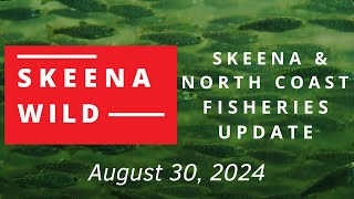 Skeena amp North Coast Fisheries Update Aug 30 2024 [upl. by Richy]