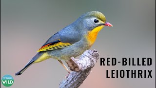 Red billed Leiothrix  Lipstick Bird  Leiothrix lutea [upl. by Lynnell664]