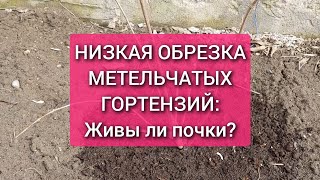 Низкая обрезка метельчатых гортензий живы ли почки [upl. by Aivlis]