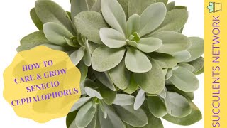 How To Grow amp Care For Senecio Cephalophorus [upl. by Couhp715]