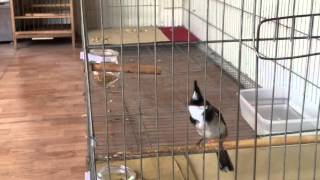 Luyện ché Pycnonotus jocosus Redwhiskered Bulbul นกปรอดหัวโขน Phục hồi chim suy yếu kém lửa [upl. by Buller]