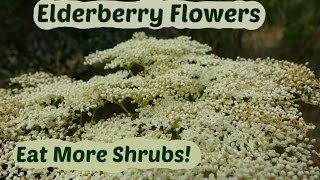 Elderberry Flowers How to pick and use elder flowers [upl. by Atlante]